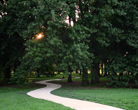 walkway and trees