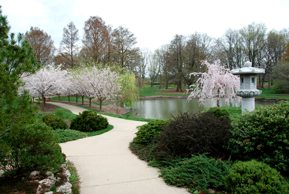 pathway with cherry trees